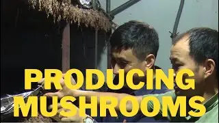 Successfully producing mushrooms, investing in expanding production, improving quality, Viet Gap