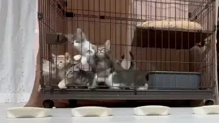 A touching scene: Feeding a group of stray cats and saving them from starvation.
