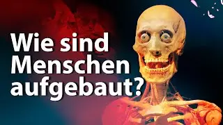 BODY WORLDS in Berlin: Eine Reise in den menschlichen K&ouml;rper #bodyworld, #anatomy #body