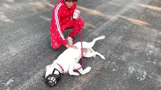 The Dog Daddy volunteering at AGWC Rockin' Rescue