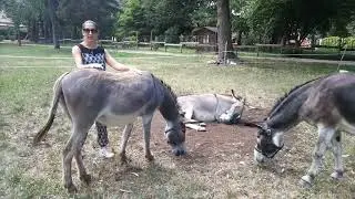 Pet Therapy - Gli asini di Alessandra Pegoraro
