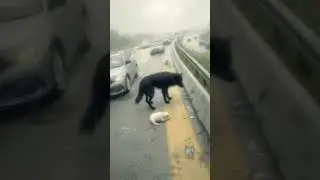 A Mother&rsquo;s Courage in the Rain | A Dog Stands Fearless to Protect Her Baby 🐕🌧️