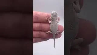HOW to MORPH you&rsquo;re BEARDED DRAGON.