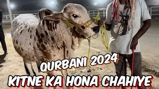 Kitne Ka soda hona chahiye | cholitani Sahi wali bachare I qurbani 2024