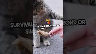 Cats bring gifts (even if it's a sock or leaf) as a sign of love