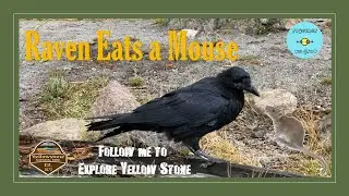 Raven or Crow ? Raven Eats a Mouse  # Yellow Stone National Park Wildlife