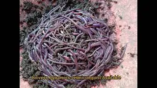 Vermicompost available contact us 8838828890