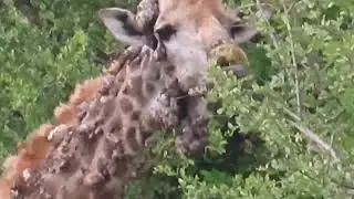 How can this  giraffe cure from skin disease caused by a virus called pappillomavirus? #giraffes