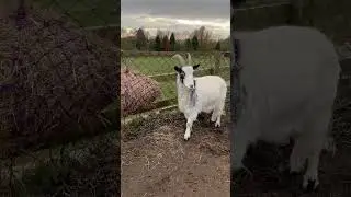 Just look at that fabulous beard! #beard #goat