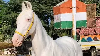 Happy Diwali offer Rupal stud farm बुलबुल For sell mo9724588670 Mo8849146447