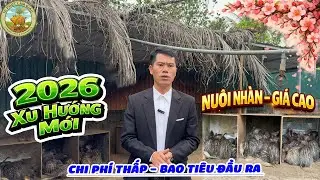 NUÔI CON DON – XU HƯỚNG CHĂN NUÔI NHÀN NHẤT 2026 | GIÁ CAO, DỄ NUÔI|10 PHÚT LÀM GIÀU