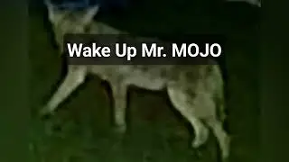 Wake Up Mr. MOJO, a poem by Noah See