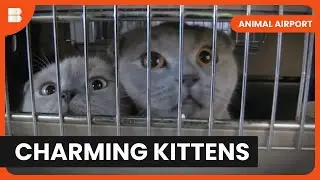 Arrival of the Kittens - Animal Airport - Animal Documentary