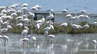 Flamingoes - Amvrakikos Wetlands, Greece