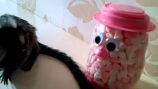 marge-mellow time (marmoset monkeys favourite treats)