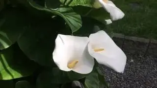 SOME CALLA LILLY CARE TIPS: GIANT CALLA LILLY Zantedeschia aethiopica IN FULL BLOOM1080p