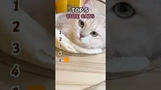 Top 5 Cute Cats ❤️🫶🏽That Melt Hearts 😻