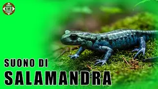 Il suono della Salamandra: Il mistero del bosco umido &ndash; SUONI DI ANIMALI 🦎