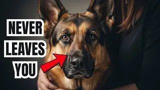 Why German Shepherds Are So Loyal (The Real Reason)