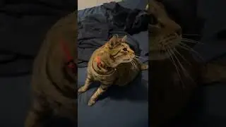 Cat React Dramatically as Owner Pretends to Poke Him With Prop Knife -  1533277
