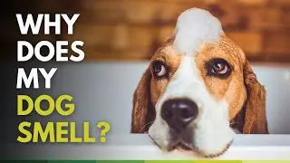 Why Does My Dog Smell? Natural Treatment Plan for Skin Yeast Infections in Dogs (Malassezia)