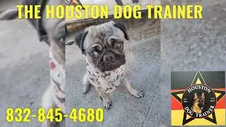 All Breeds The Original Houston Dog Trainer 832-845-4680 GO PRO GO HDT no amateurs no shock no pain