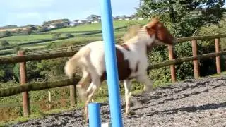 Barfields Ralph - Oct 12 - Video 2
