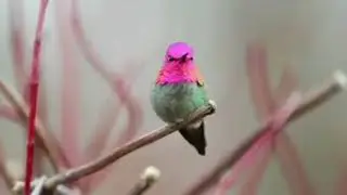 Omg || Colour Changing Bird|| Changes Clours in Every Second