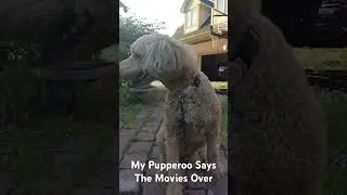 Fusion Gaming 2 Shorts:My Pupperoo Says The Movies Over