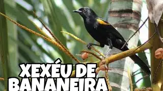 XEXÉU DE BANANEIRA (PRIMAVERA) CANTO MATEIRO PARA ENCARTAR E ESQUENTAR