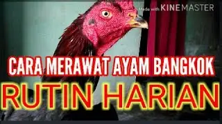 CARA MERAWAT AYAM BANGKOK BERKUALITAS // RUTINITAS HARIAN