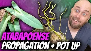 Philodendron atabapoense Ziplock Bag Propagation + Potting Up | Chatty Plant Video