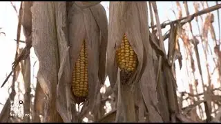 Trump&rsquo;s ethanol moves: good policy or corn country politics?