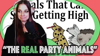 Bartender Reacts Top 10 Animals That Love Being High--Good Enough *Let's PARTAYYYYY*