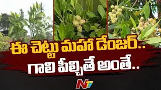 ఈ చెట్టు మహా డేంజర్: Special Report On Conocarpus Plants In Kakinada | Ntv