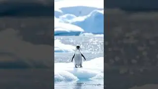 penguin #shorts #world #cute #ai #love #music ##edit #live #animals #song #sports #india #viral