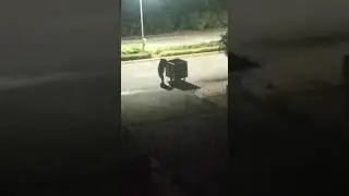 Bear Roaming in JSW vidyanagar Township