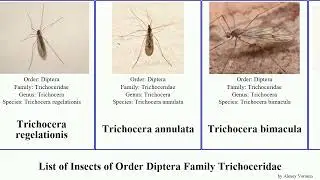 List of Insects of Order Diptera Family Trichoceridae trichocera major trichoptera annulata Winter