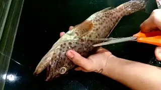 #home style  hamour fish cutting #full fish for fry or grill #hamour fish