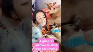 A girl puts animals to sleep with her singing. #pets #petlover #love