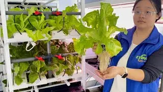 Вертикальный салат для выращивания в помещении: гидропонная система Lyine NFT обеспечивает обильн...