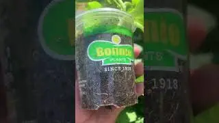 Burpee seeds VS BONNIE PLANTS