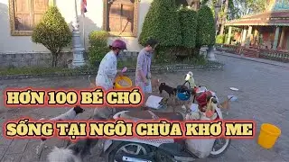 100 Puppies Live at a Khmer Temple.