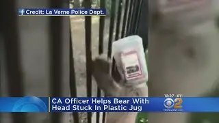 Officers Help Bear Cub