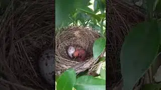 I find a nest in my cousin farm | #shorts #nest #babybird
