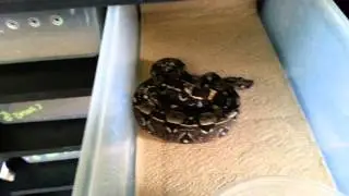 Tessa feeding some boas.