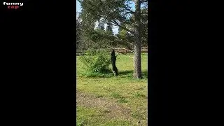 FUNNY ZAP n&deg;18 (Humour - Vid&eacute;o dr&ocirc;le - Buzz - Insolite )