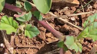 Boerhavia diffusa ( spreading hogweed , red spiderling , tarvine ) ( पुनर्नवा )