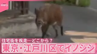 【イノシシ】東京・江戸川区で住宅街を疾走&hellip;どこから？  通報相次ぐ  住民は困惑