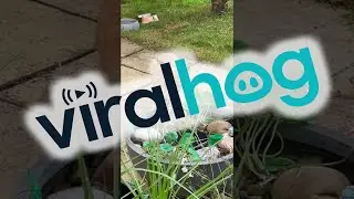 Fox Decides Fairy Statue is Hers || ViralHog